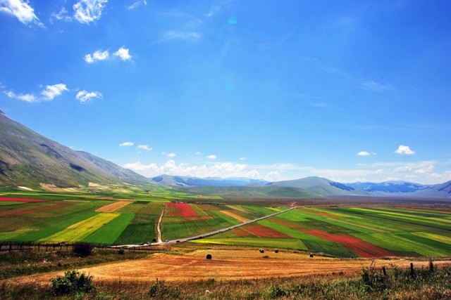 Fioriture sulla piana di Castelluccio